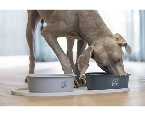 Ein Weimaraner frisst aus einem Hundenapf auf einer Futtermatte mit zwei Näpfen.