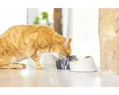 Eine Katze frisst aus zwei Futternäpfen mit Marmoroptik.