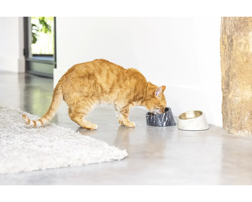 Eine rote Katze frisst aus einem Marmor-Futternapf für Haustiere.
