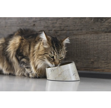 Katze frisst aus einem Futternapf