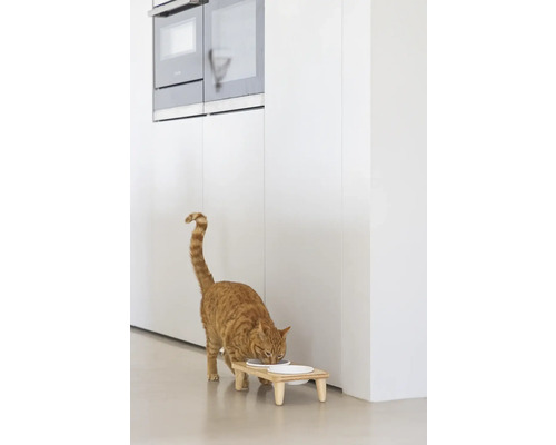 Katze frisst von einem erhöhten Futterplatz in einer Küche.