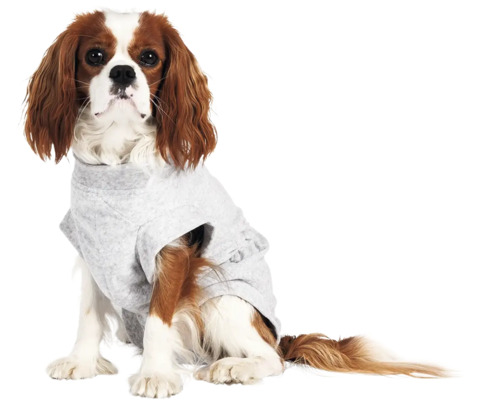 Hund mit grauer Kleidung