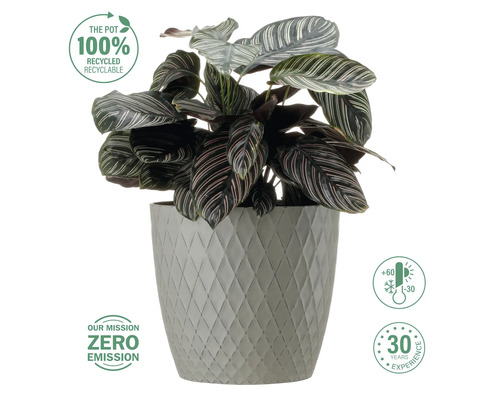 Pfeilwurz Zimmerpflanze in einem Topf mit geometrischem Muster