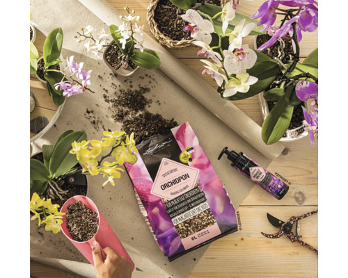 Anordnung mit Orchideen, Orchideensubstrat, Dünger und Gartenschere auf einem Tisch