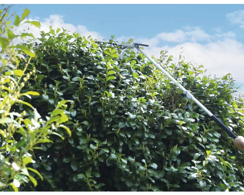 Heckenschere mit Teleskopstiel schneidet Hecke