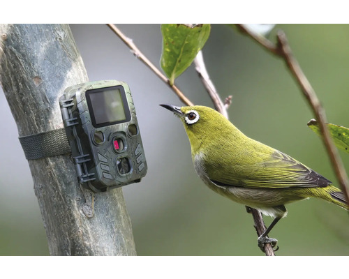 Wildkamera an Baum mit Vogel