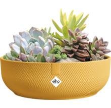 Gelbe Pflanzschale mit Sukkulenten bepflanzt