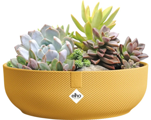 Gelbe Pflanzschale mit Sukkulenten bepflanzt