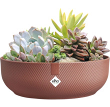 Dekoratives Pflanzgefäß mit Sukkulenten und Elho Logo