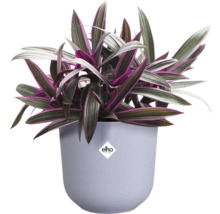 Tradescantia im Topf