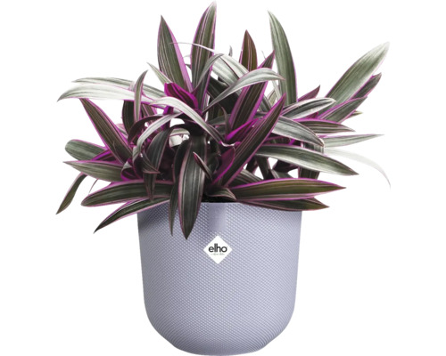 Tradescantia im Topf