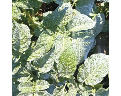 Kartoffelpflanze mit Anzeichen von Krautfäule