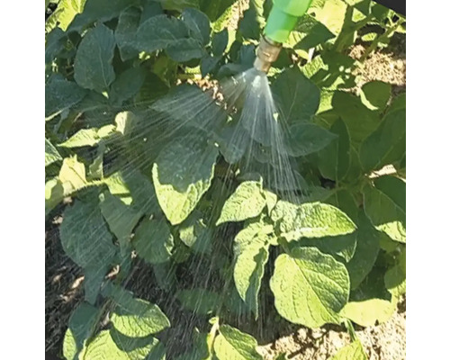Bewässerung von Pflanzen mit einem Gartenschlauch