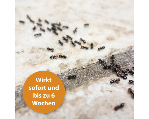 Ameisen auf einer Oberfläche. Wirkt sofort und bis zu 6 Wochen.