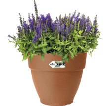 Blumentopf Elho Vibia Campana Kunststoff 24,5 x 24,5 x 21 cm braun