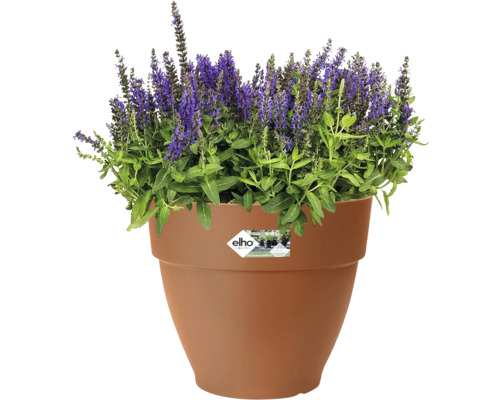 Blumentopf mit blühenden Blumen