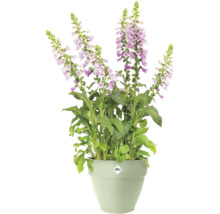 Blumentopf Elho Kunststoff 34,5 x 34,5 x 29,7 cm grün