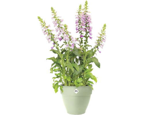 Fingerhut in einem Blumentopf