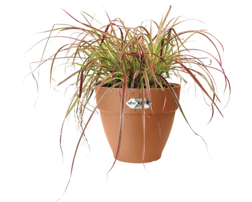 Ziergras im Blumentopf für den Innen- und Außenbereich