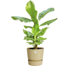 Blumentopf Elho Greenville Kunststoff 29,5 x 29,5 x 27,8 cm beige