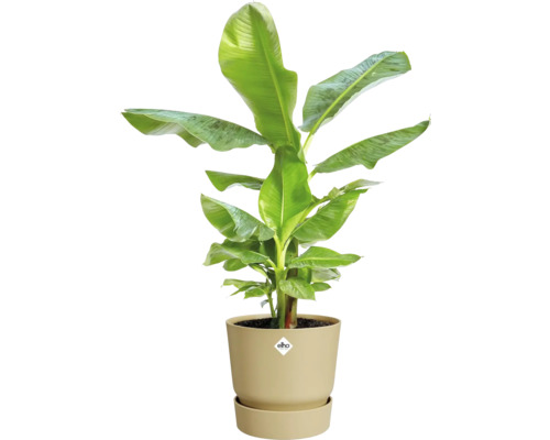 Banane Zimmerpflanze im Topf