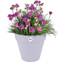 Blumentopf Elho Kunststoff 28,5 x 28,5 x 26 cm lila