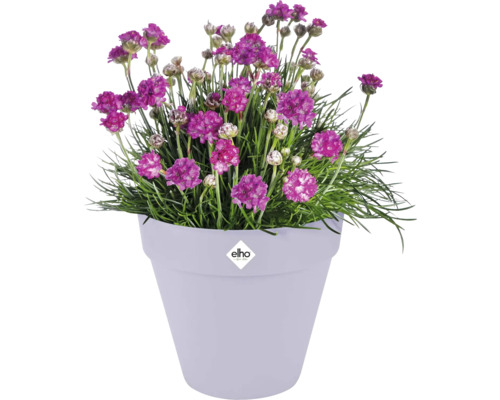 Blumentopf mit blühenden Grasnelken und Elho Logo