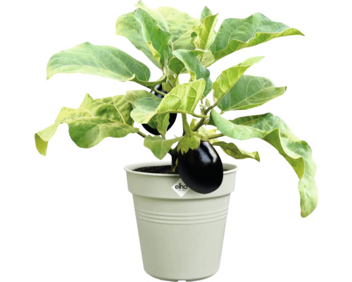 Aubergine im Topf