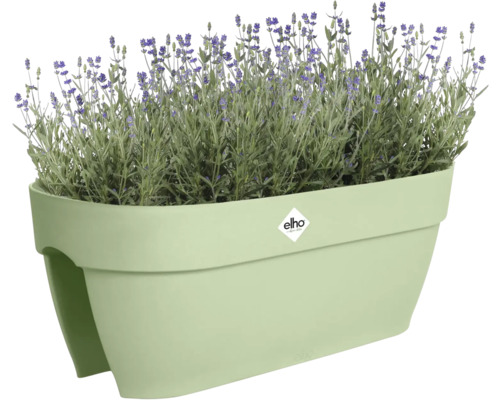 Blumenkasten mit Lavendelpflanzen und Elho Logo