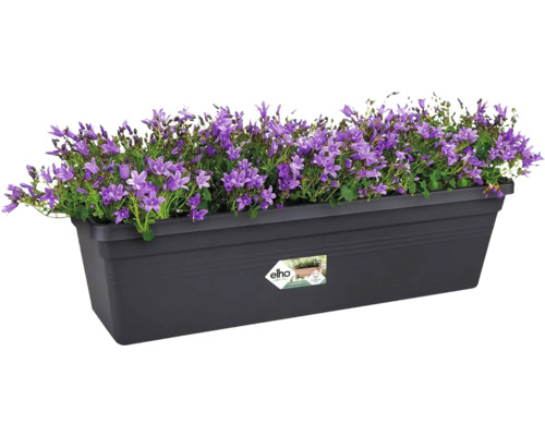 Blumenkasten mit lila Glockenblumen