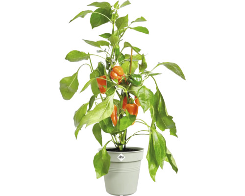 Pflanze mit orangefarbenen und grünen Paprika im Topf