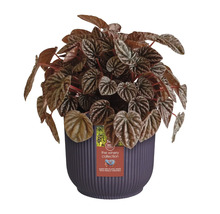 Zimmerpflanze Peperomia in einem Topf