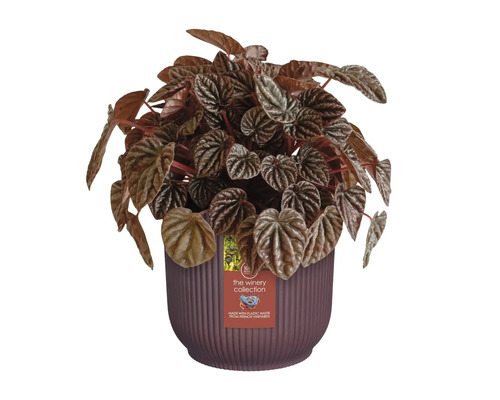 Pfefferpflanze in einem Topf