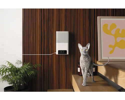 Szene mit Futterautomat für Haustiere, Topfpflanze und einer Katze im Vordergrund