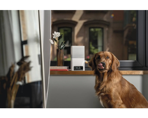 Golden Retriever vor einem Futterautomaten für Hunde, der auf einem Fensterbrett steht