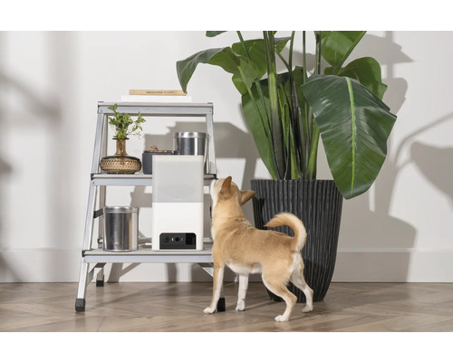 Szene mit Zimmerpflanze, Leiterregal und kleinem Hund, der zu einem Luftbefeuchter hochschaut
