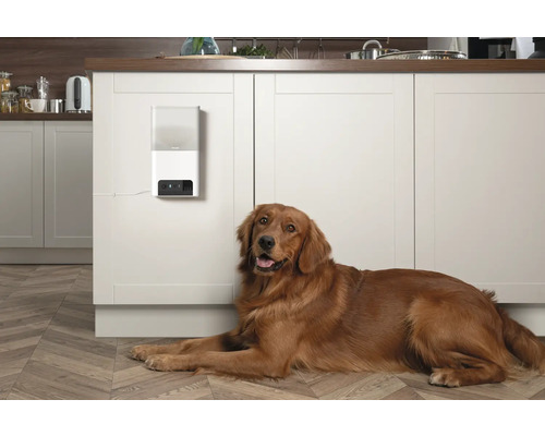 Hund liegt vor einem automatischen Futterspender in einer Küche.