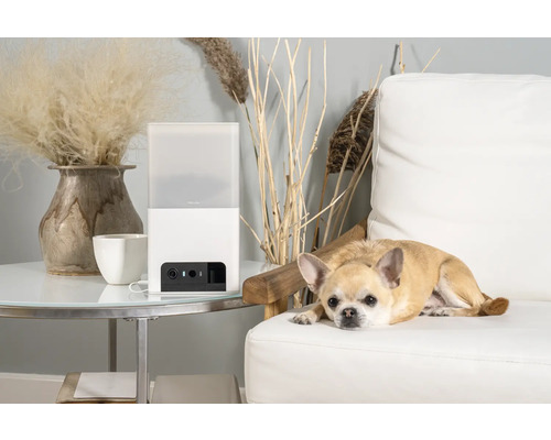 Automatische Futterstation für Haustiere neben einem Chihuahua auf einem Sofa