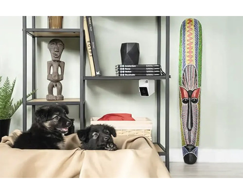 Regal mit Dekoartikeln, Überwachungskamera und zwei Welpen