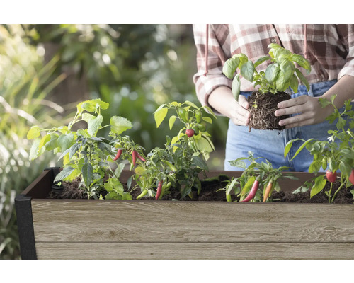 Hochbeet mit Chili-Pflanzen und Basilikum Setzling