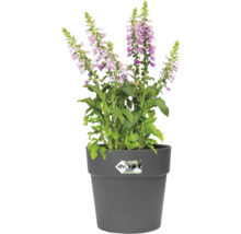 Gefüllter Fingerhut in einem grauen Blumentopf