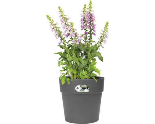 Gefüllter Fingerhut in einem grauen Blumentopf