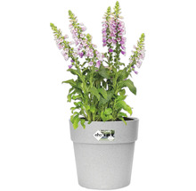 Blumentopf Elho Vibia Kunststoff Ø 29 H 28 cm rund grau