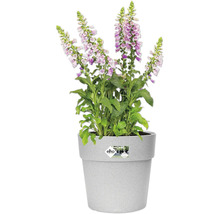 Blumentopf Elho Vibia Kunststoff Ø 24 H 23,2 cm rund grau