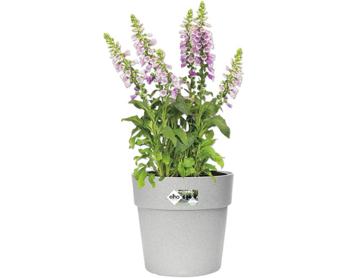 Blühender Fingerhut in einem grauen Blumentopf