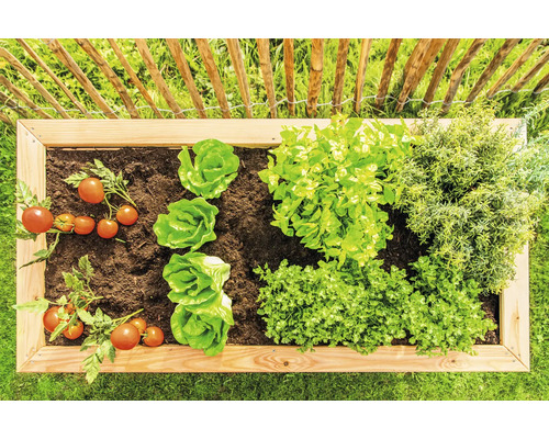Hochbeet mit Tomaten, Salat, Petersilie und Rosmarin vor Holzzaun