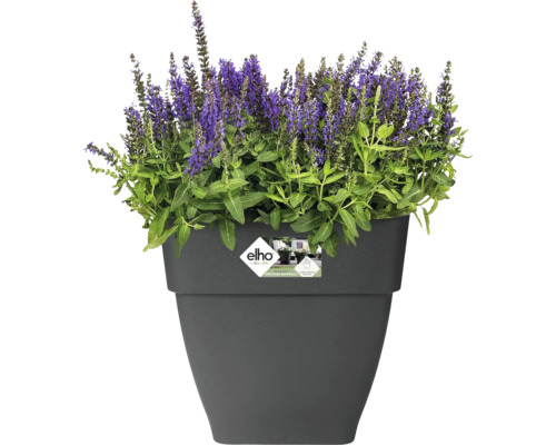 Blumentopf mit blühender Pflanze