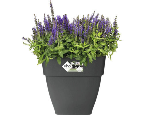 Salbei in einem anthrazitfarbenen Blumentopf