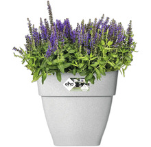 Blumentopf Elho Vibia Kunststoff 29 x 28,8 x 28,2 cm eckig grau