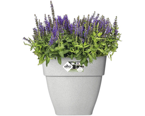 Blumentopf mit lila blühenden Pflanzen